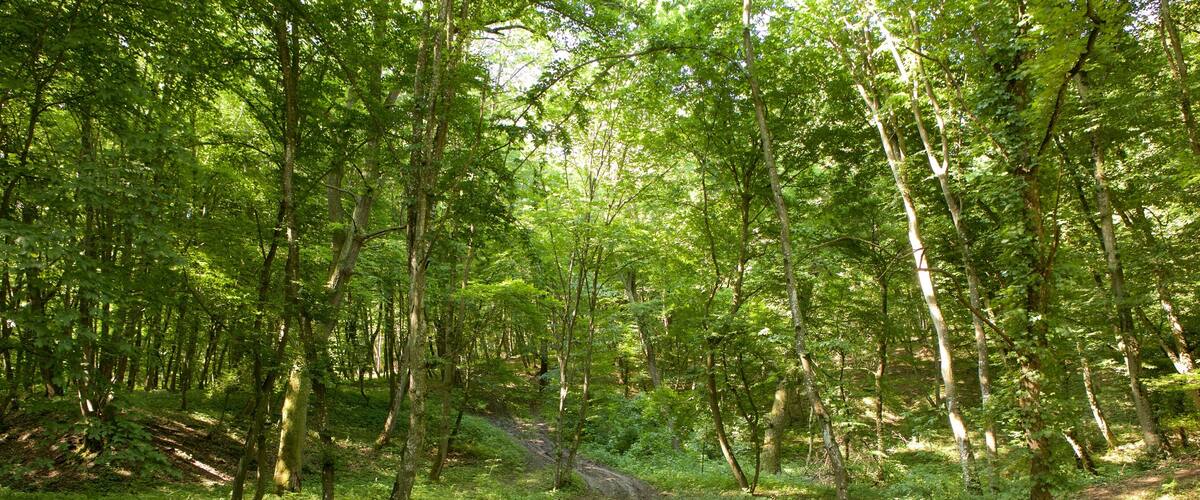 Cluj-Napoca mettant en vedette scĂšnes forestiĂšres
