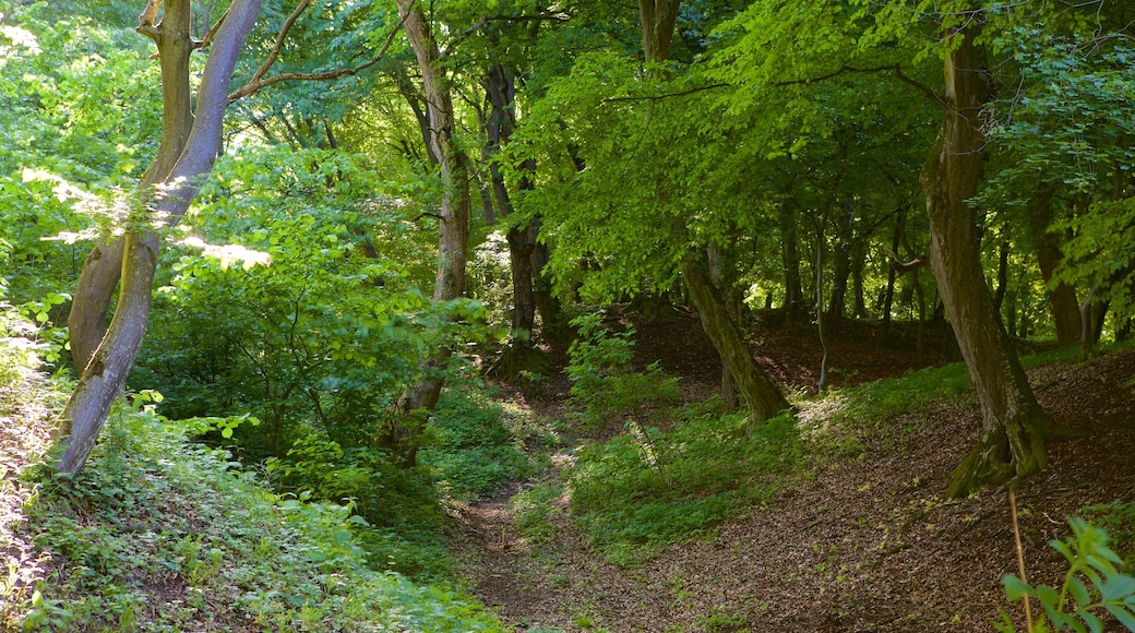 Hutan Hoia Baciu