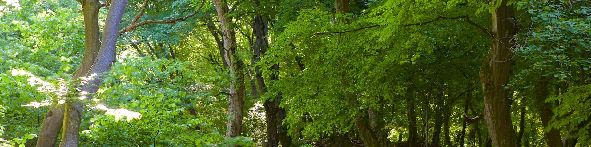Cluj-Napoca welches beinhaltet Wälder