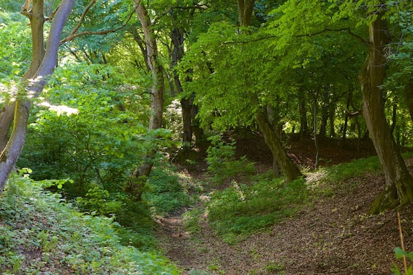 クルジュ ナポカ どの含み 森林の風景