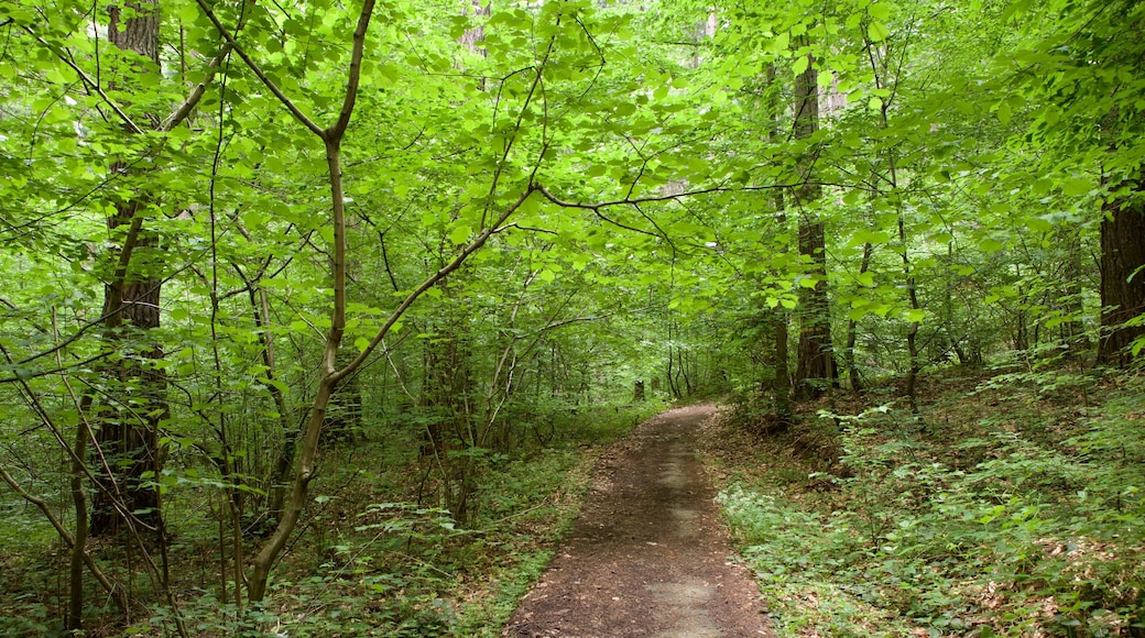 Romania caratteristiche di foresta