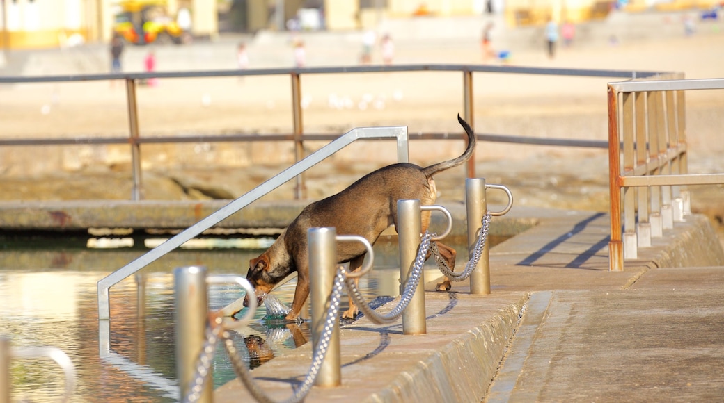 Cronulla Beach featuring cuddly or friendly animals