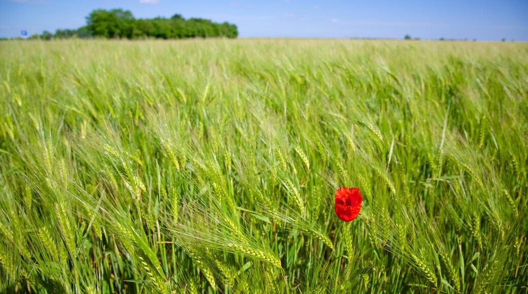 Centre - Loire Valley featuring farmland and flowers