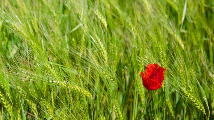 Centre - Loirevallei toont bloemen