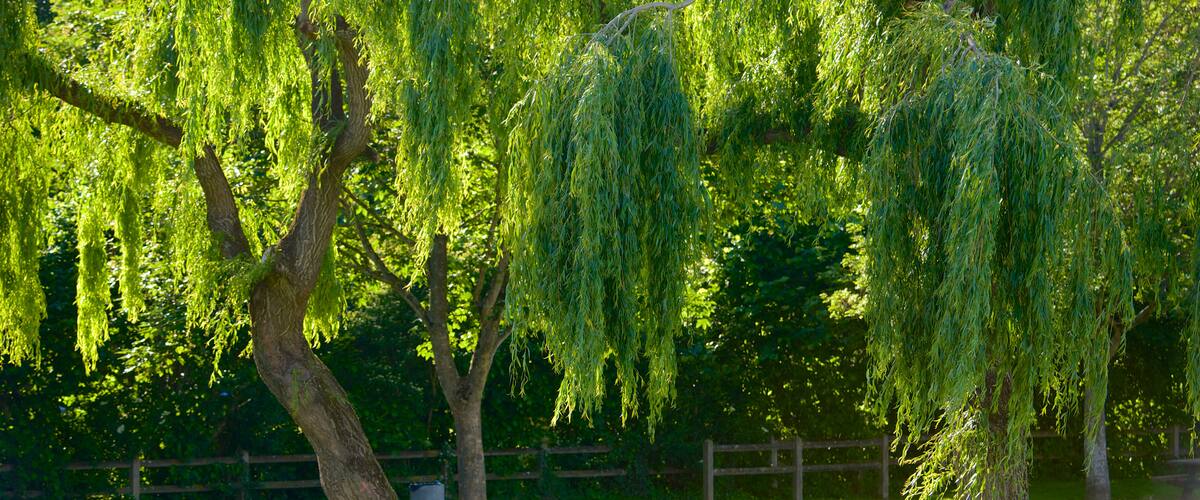 Indre-et-Loire which includes a garden