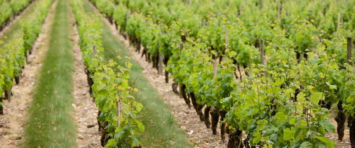 Bordeaux Wine Region