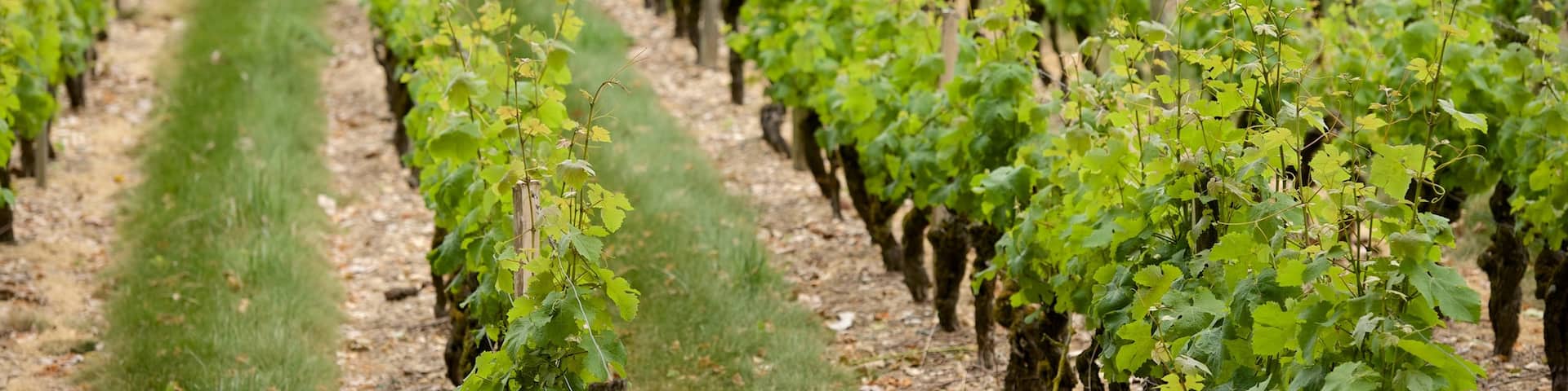 Bordeaux Wine Region