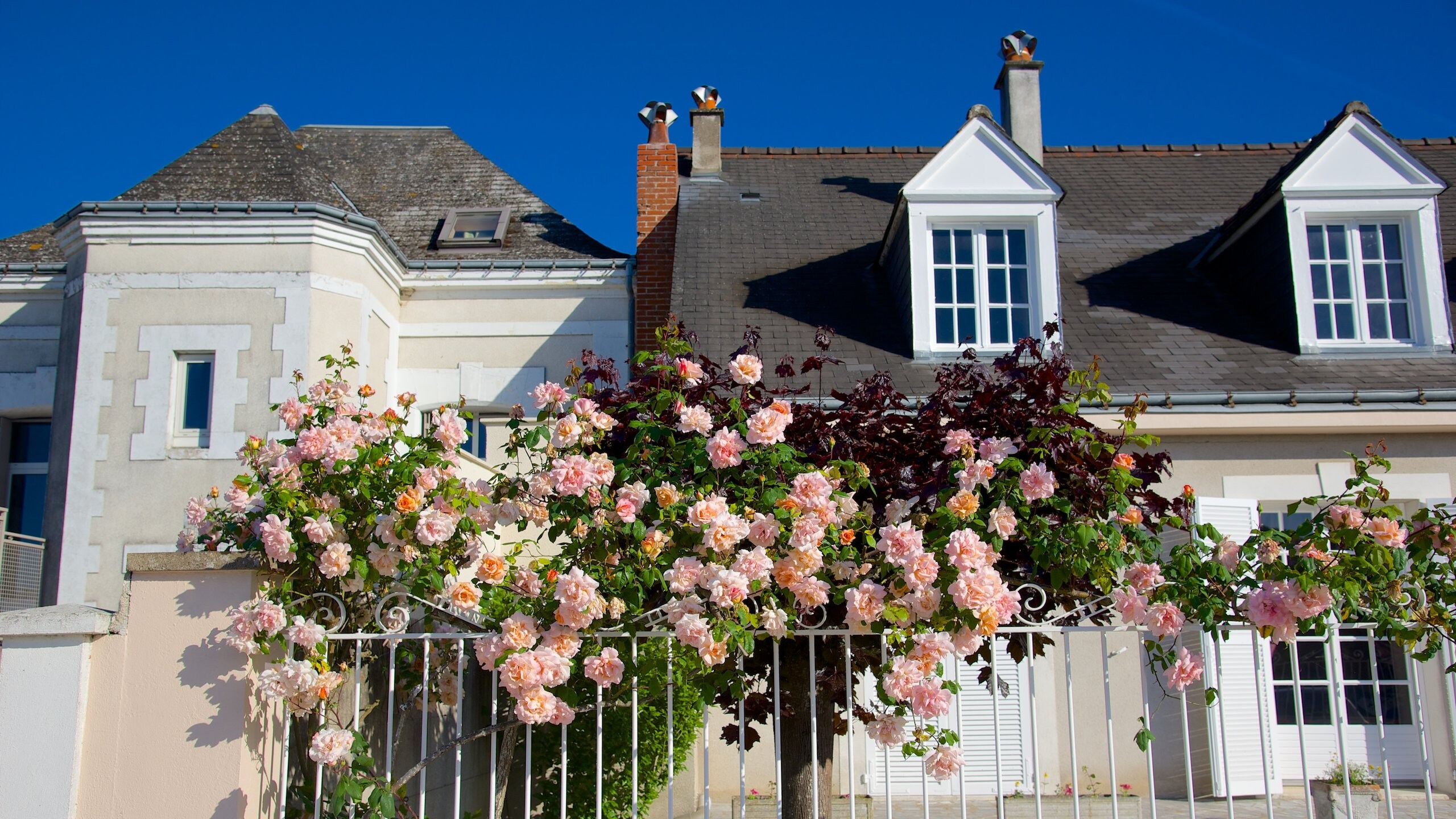 Amboise mostrando flores y una casa