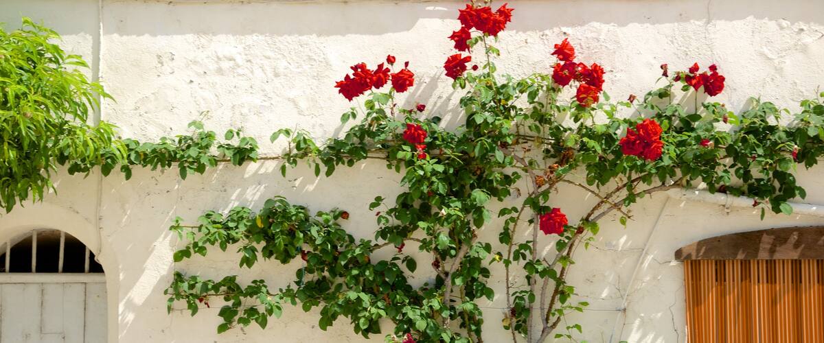 Saint-Aignan showing flowers