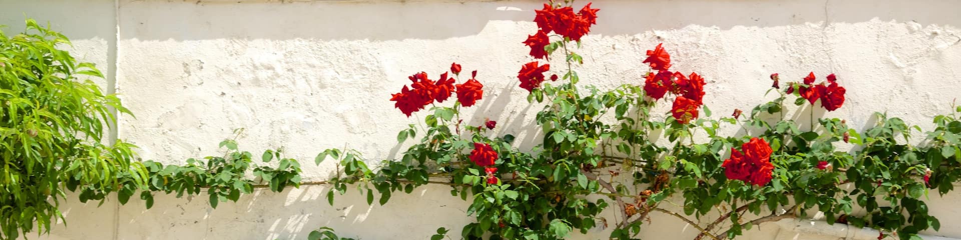 Saint-Aignan which includes flowers
