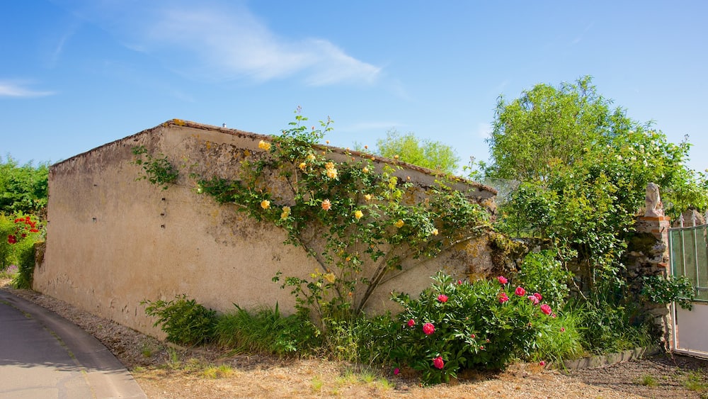 Veuves showing flowers