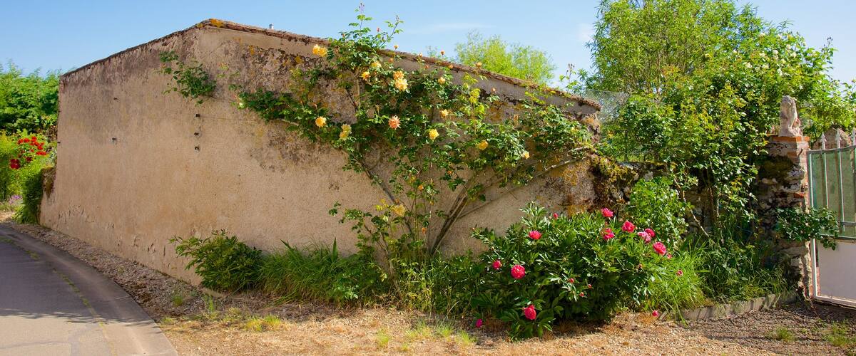 Veuves montrant fleurs
