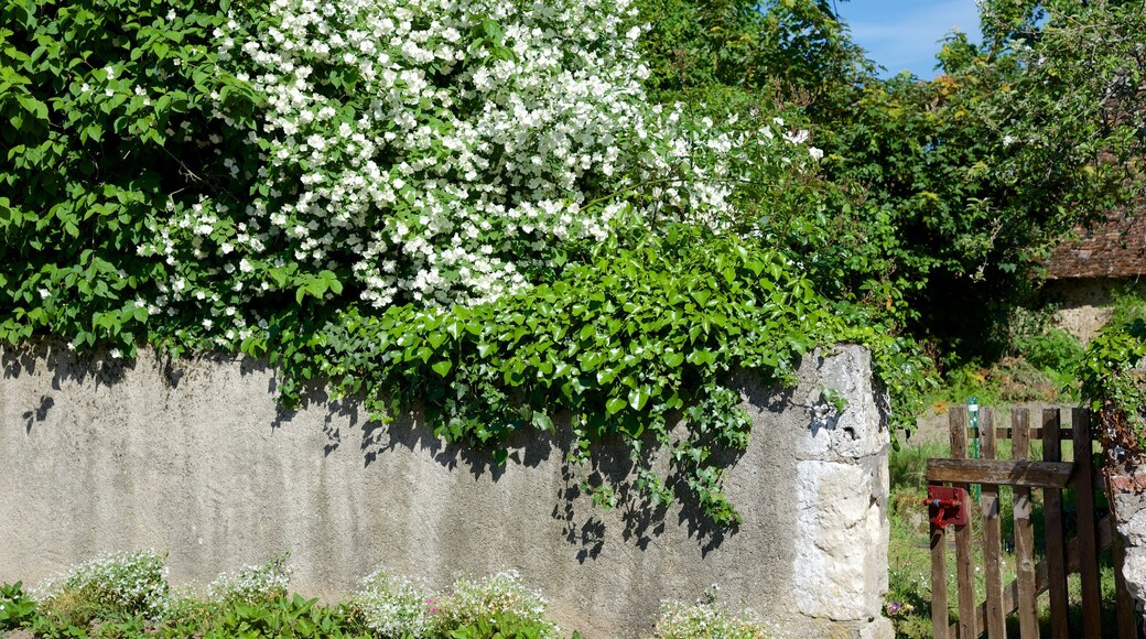 Veuves showing flowers and a small town or village