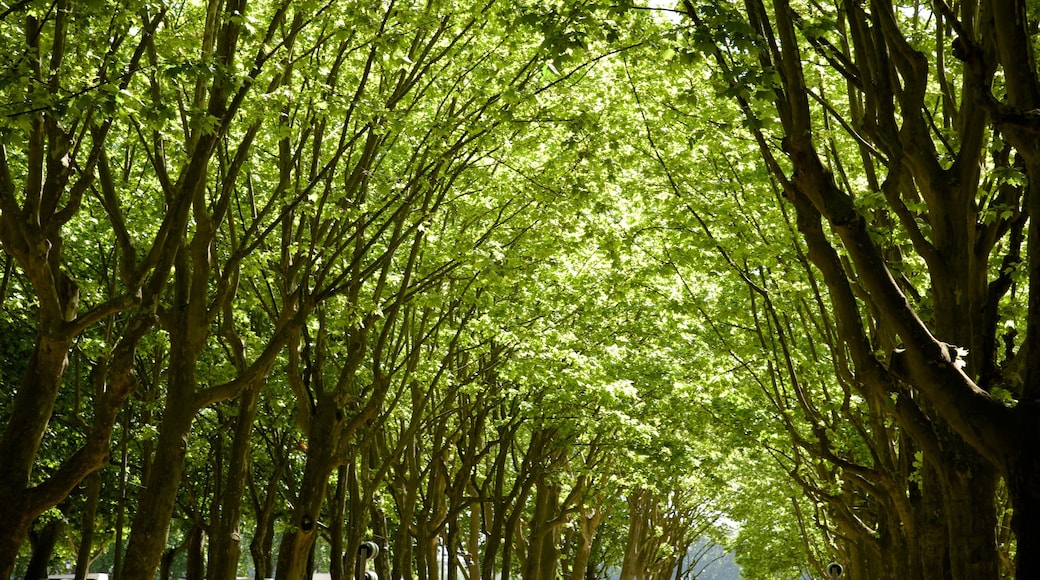 Place des Quinconces featuring a garden