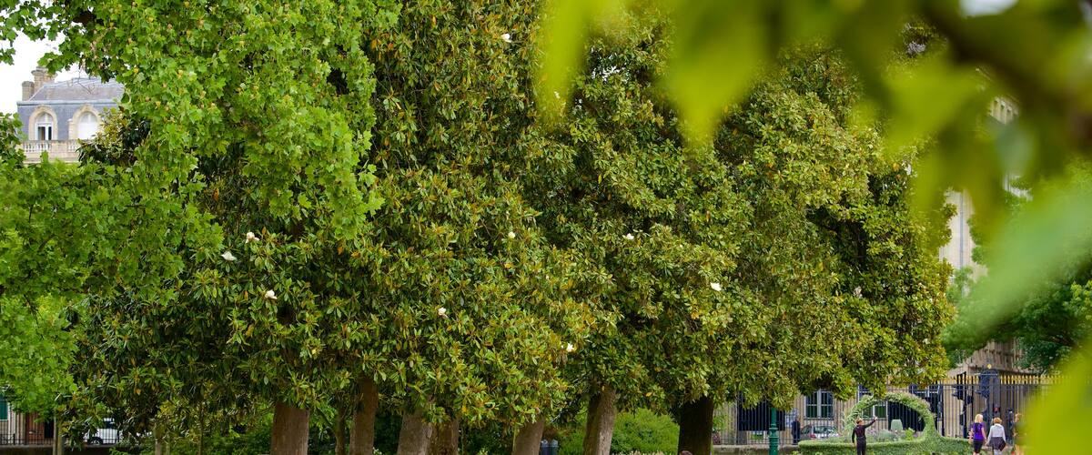 Jardin public qui includes parc aussi bien que couple