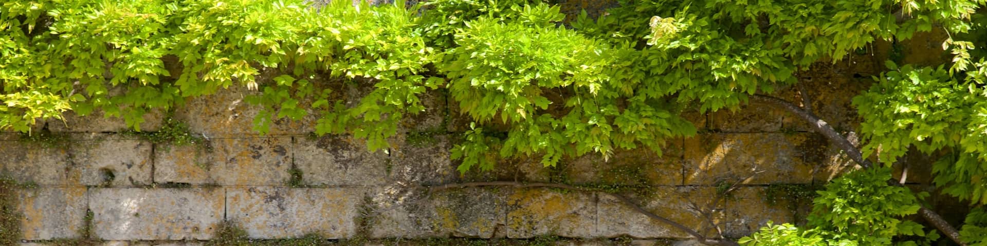 Chateau d\'Amboise featuring a park as well as a couple