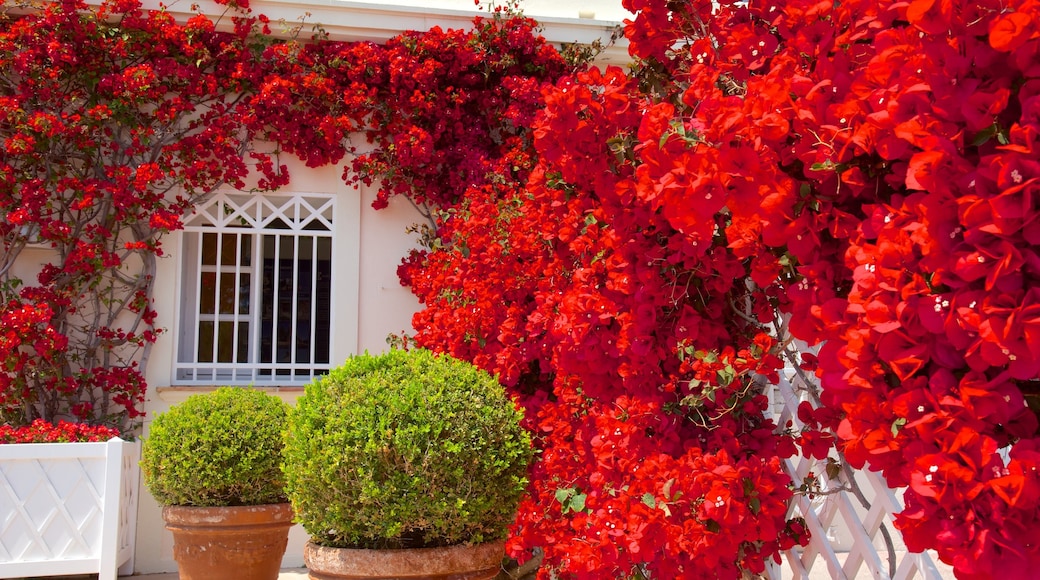 Villa Ephrussi featuring flowers