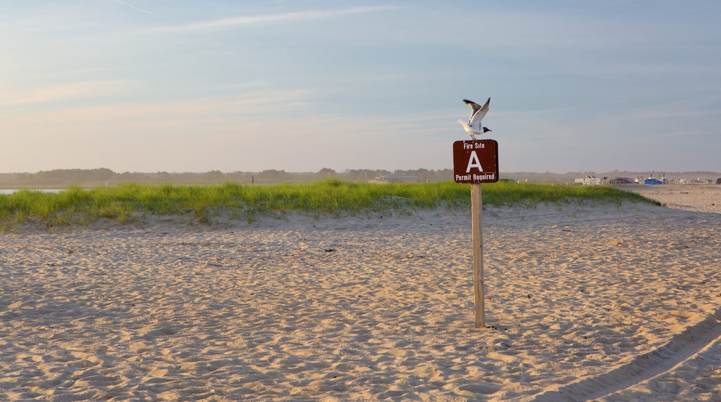 Assateague Island National Seashore que incluye una playa de arena y aves