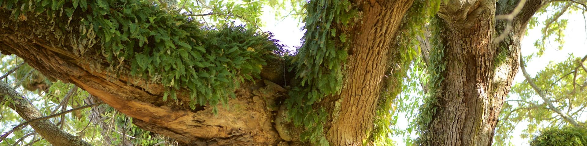 Vicksburg mettant en vedette jardin