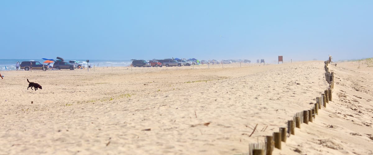 Assateague Island National Seashore mostrando manejo de vehículo de doble tracción y una playa de arena