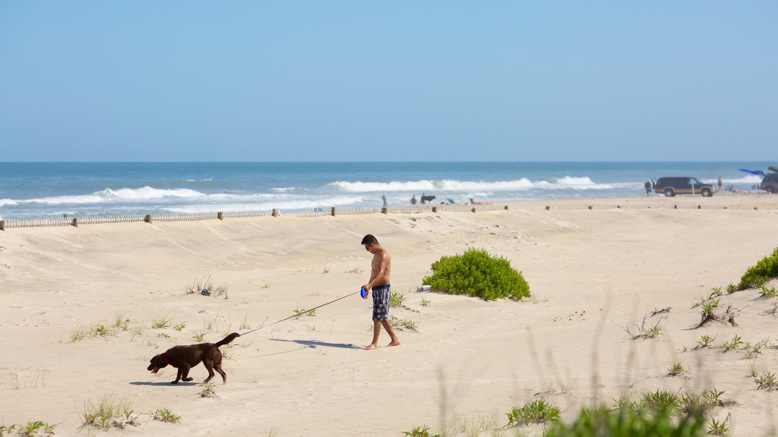 Are Dogs Allowed On Assateague Island