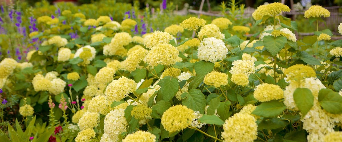 George Washington\'s Mount Vernon inclusief bloemen