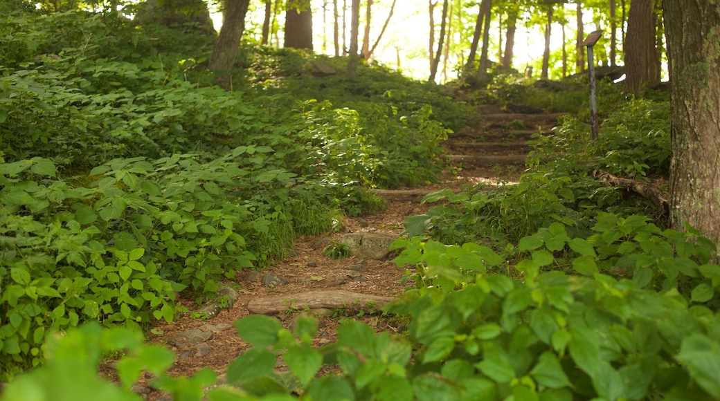 Parque Nacional Shenandoah mostrando escenas tranquilas y bosques