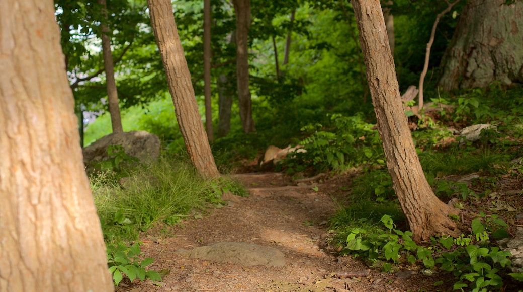 Shenandoah National Park which includes forests