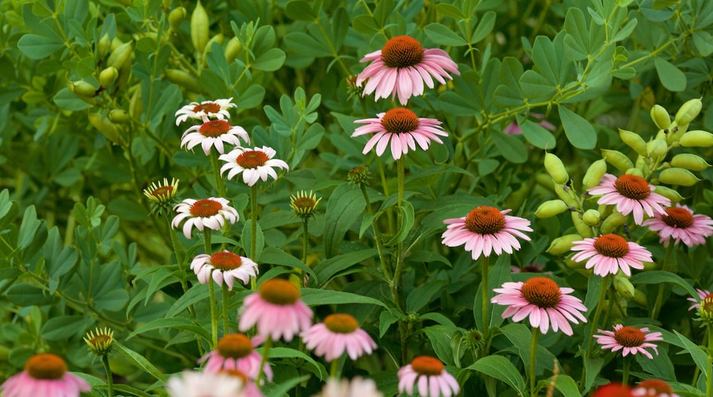 Harrisonburg showing flowers