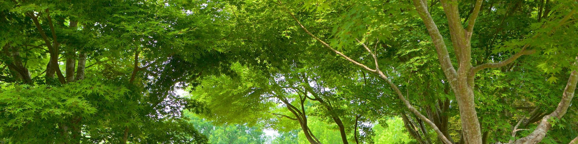 Lewis Ginter Botanical Garden which includes a park