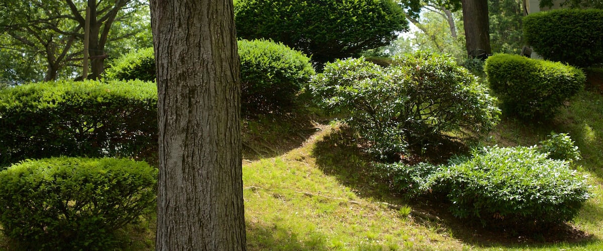 Barnaby Woods showing a park
