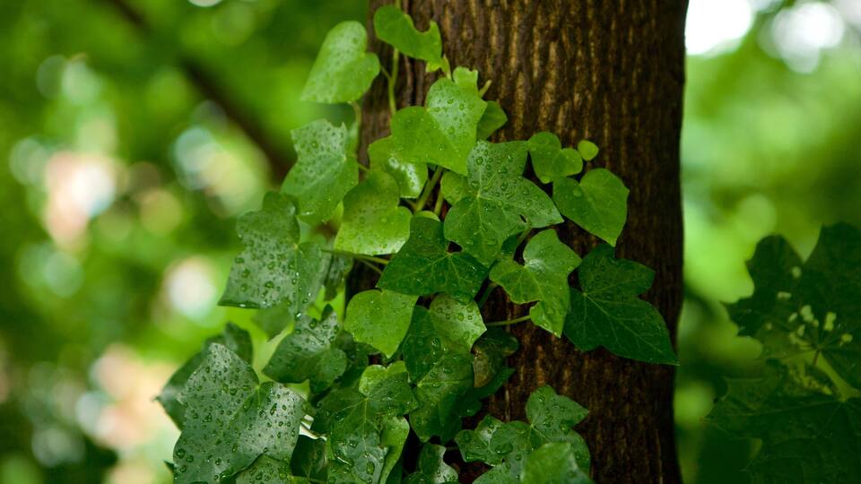 Cleveland Park showing a garden