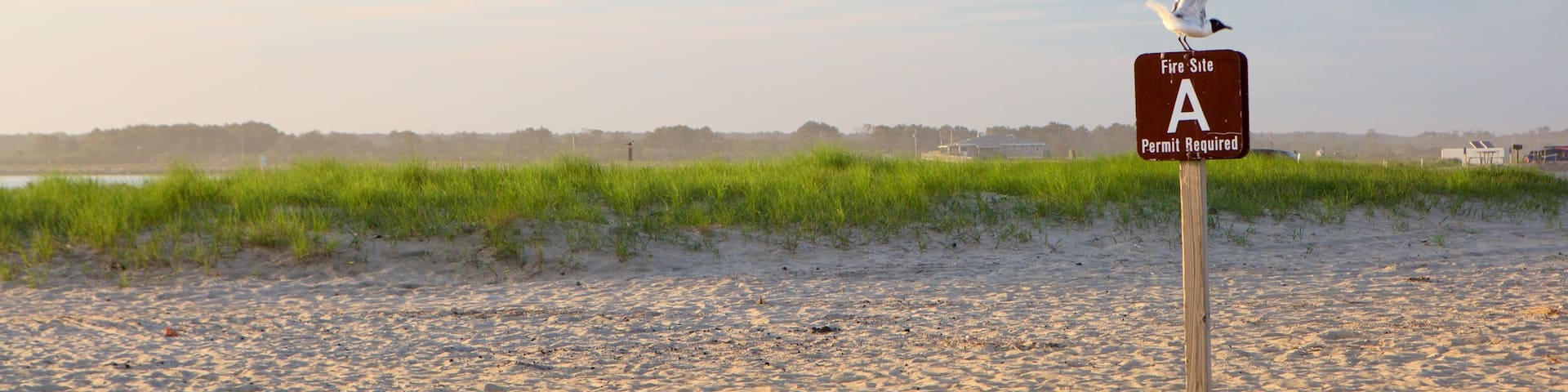 Chincoteague das einen Sandstrand, Vögel und Beschilderung