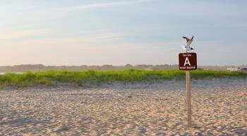 Chincoteague bevat bewegwijzering, vogels en een zandstrand