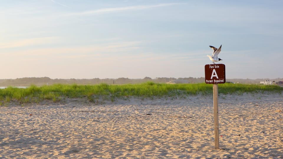 Chincoteague que incluye una playa, señalización y vida de las aves
