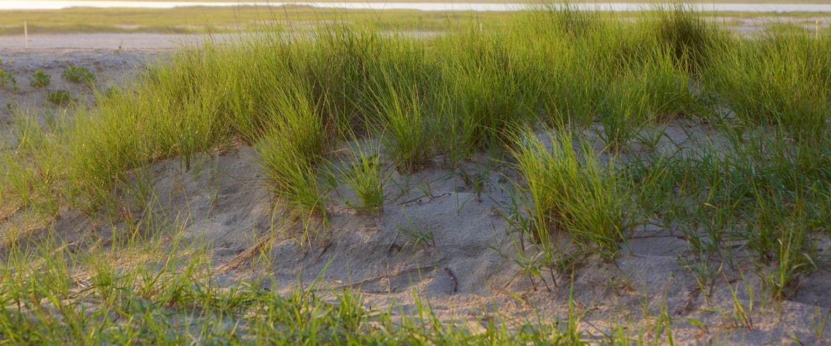 Chincoteague featuring a beach and general coastal views