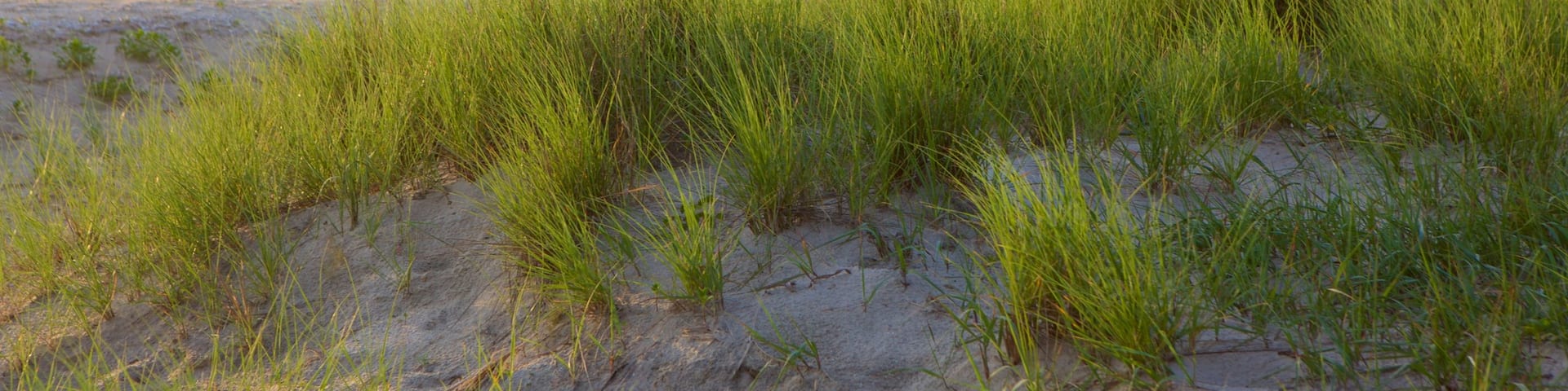 Chincoteague showing general coastal views and a sandy beach