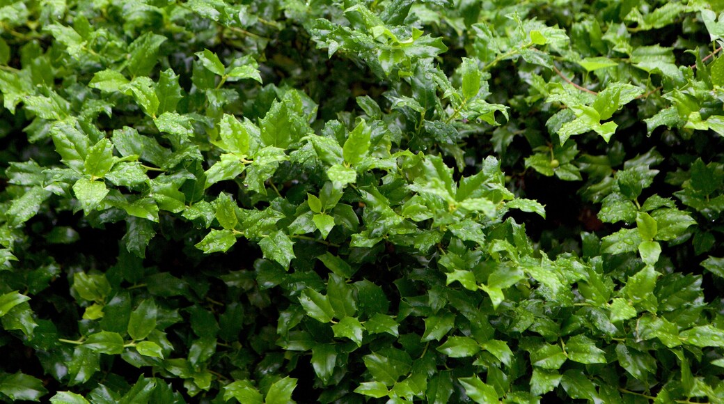 Fairfax mettant en vedette parc