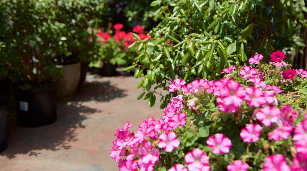 Bethesda, MD featuring flowers