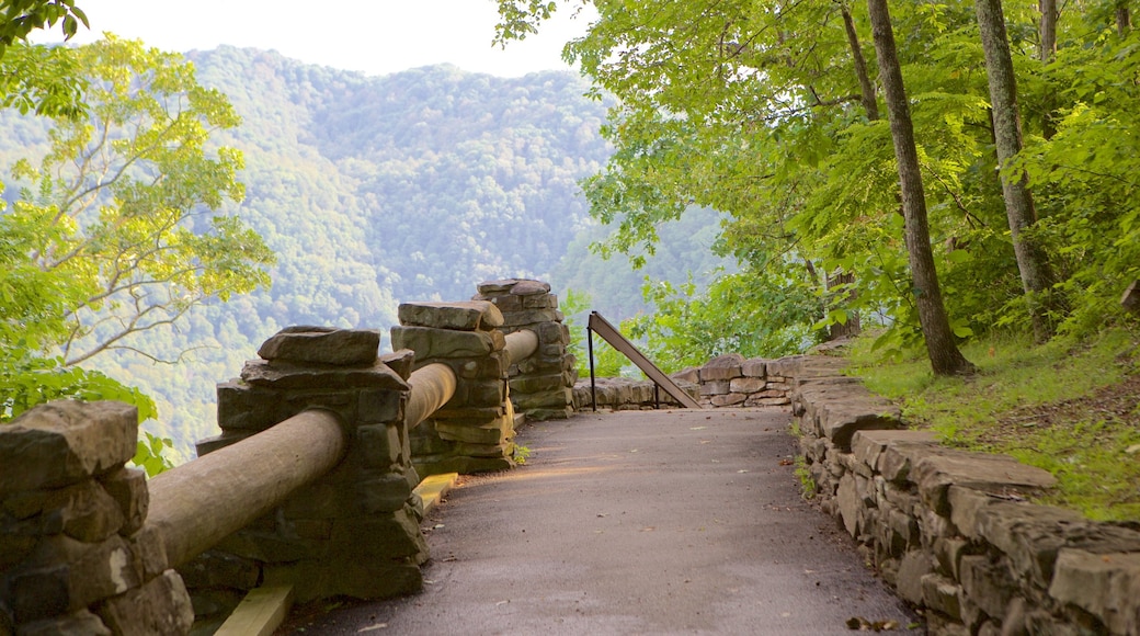 Hawks Nest State Park som visar en trädgård