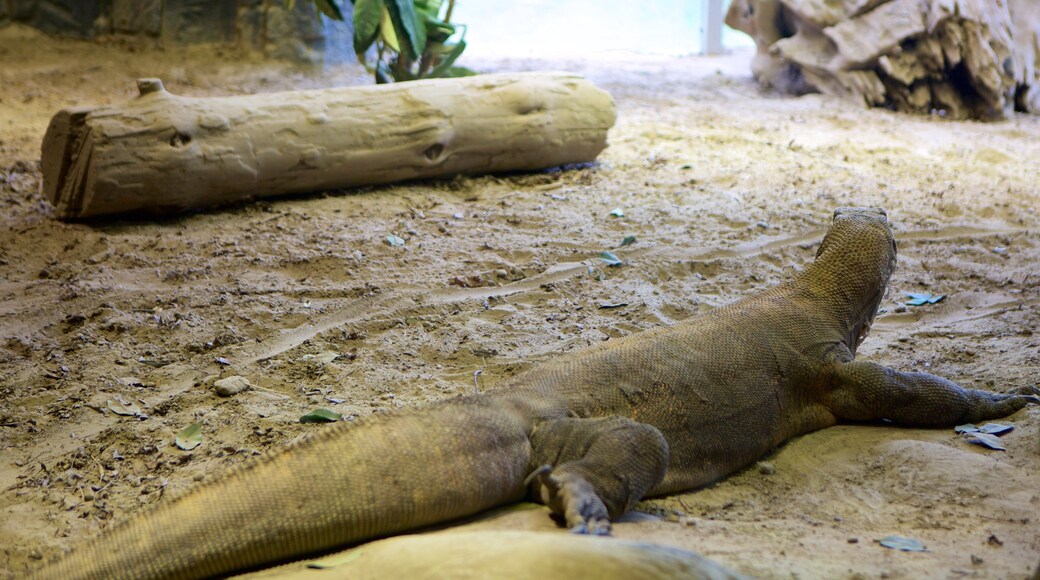 Virginia Aquarium and Marine Science Center showing animals and interior views