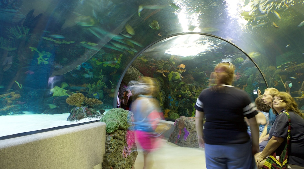 Virginia Aquarium and Marine Science Center presenterar havsdjur och interiörer såväl som en liten grupp av människor