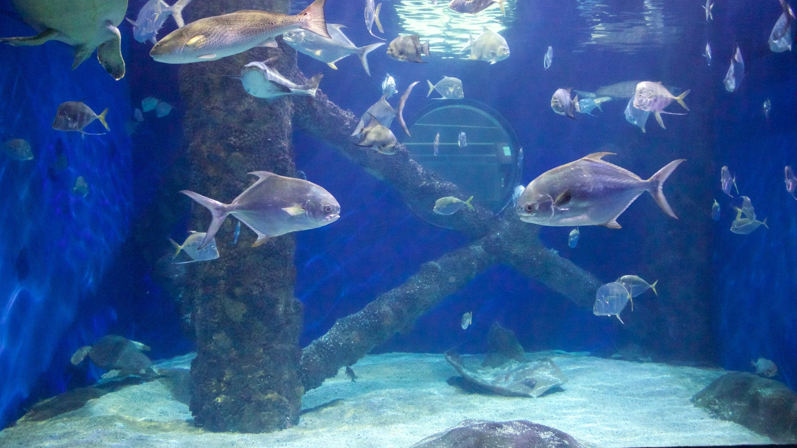 Virginia Aquarium and Marine Science Center in Dam Neck Expedia.co.uk