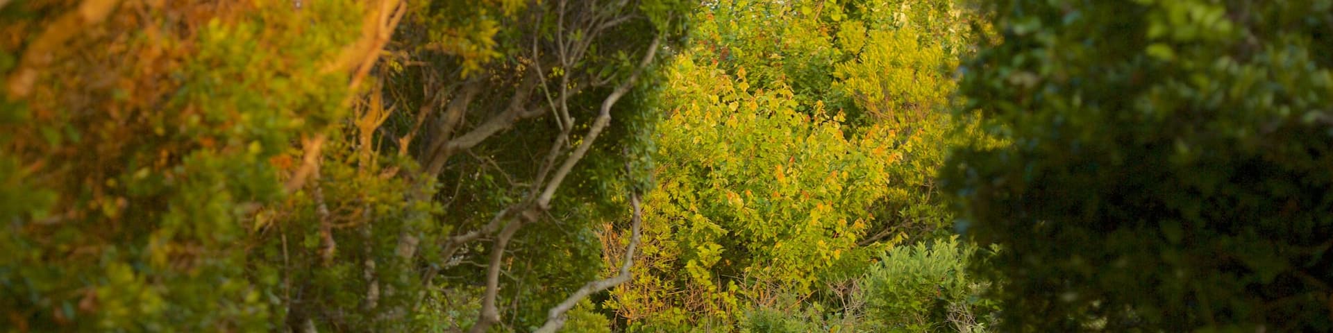 False Cape State Park featuring mangroves and tranquil scenes
