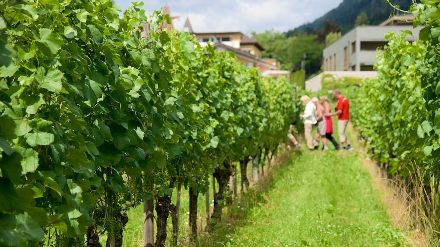 Vaduz có tính năng trang trại cũng như nhóm nhỏ