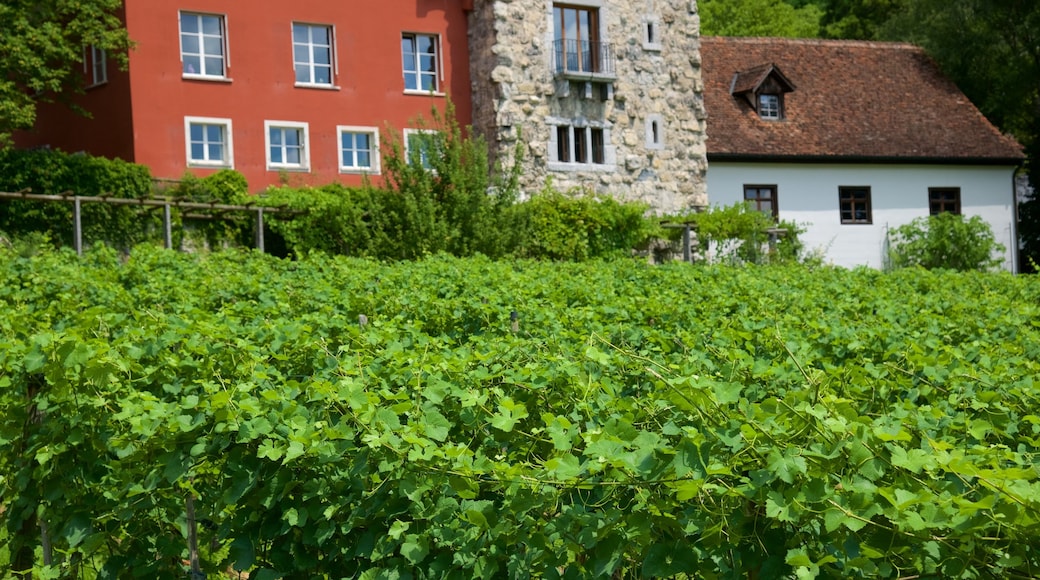 Vaduz mostrando una casa y tierras de cultivo