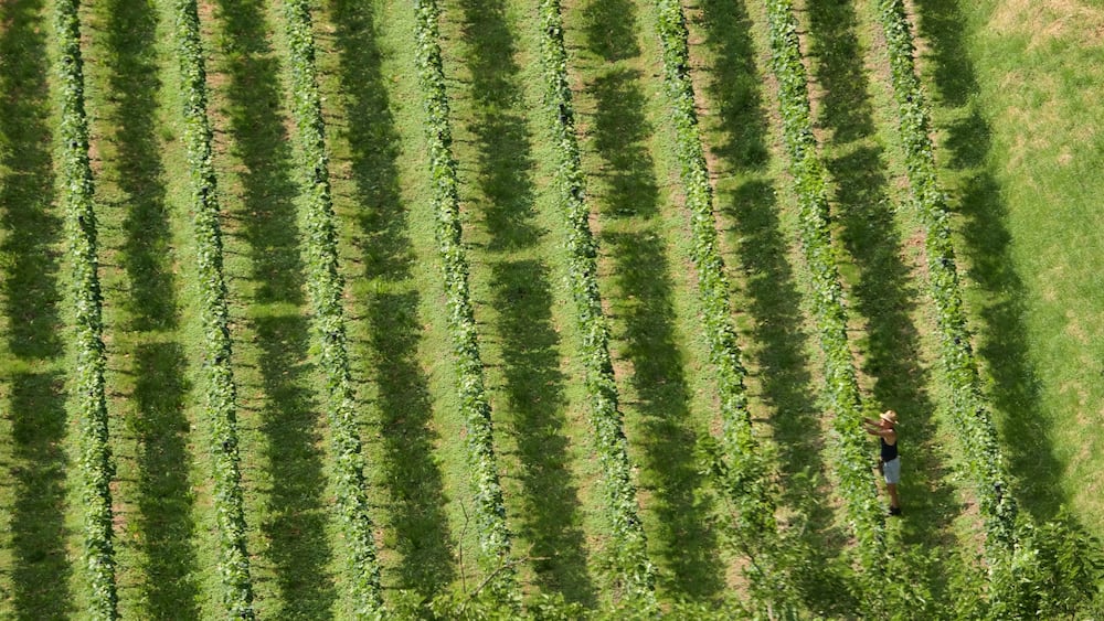Liechtenstein showing farmland as well as an individual male