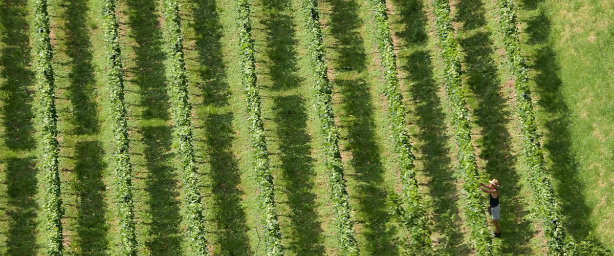 Liechtenstein showing farmland as well as an individual male