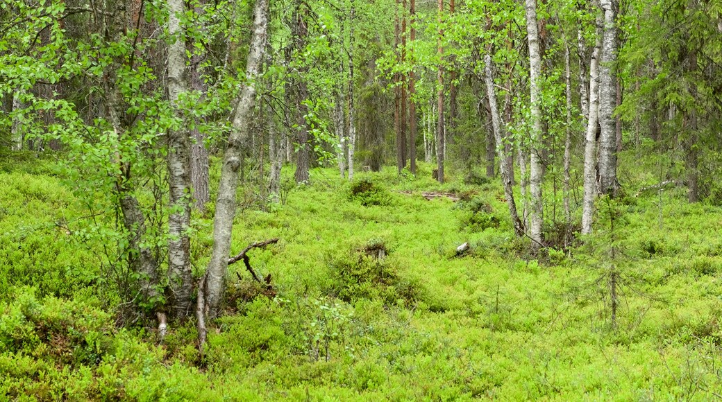 Pyhä-Luosto nasjonalpark fasiliteter samt skoglandskap