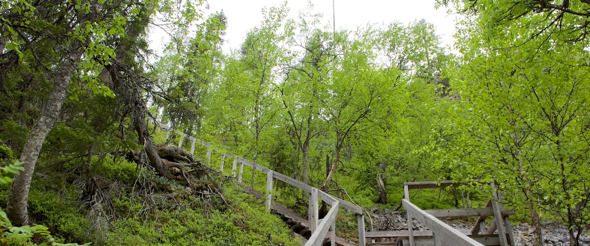Parque nacional Pyha-Luosto mostrando un puente y bosques